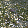 梅花藻の夏