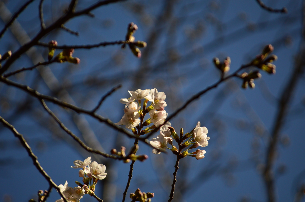 小田原城こども遊園地の桜_0050