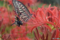 彼岸の花蝶