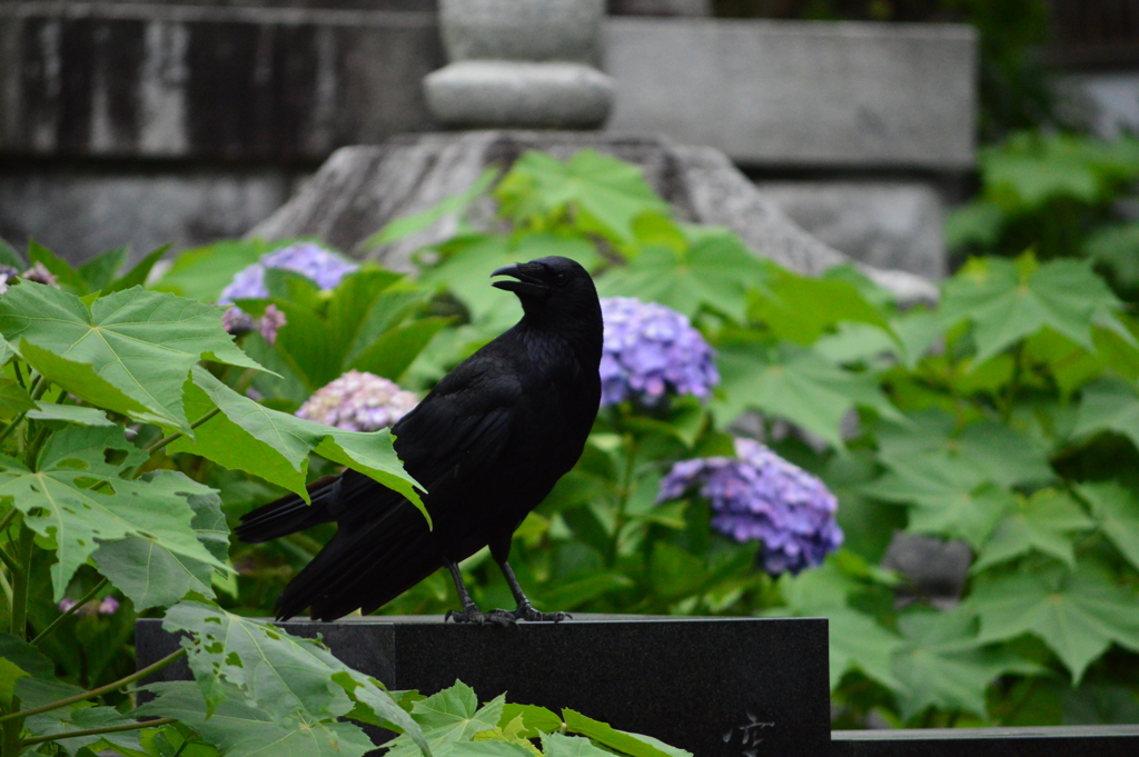カラスと紫陽花DSC_0044