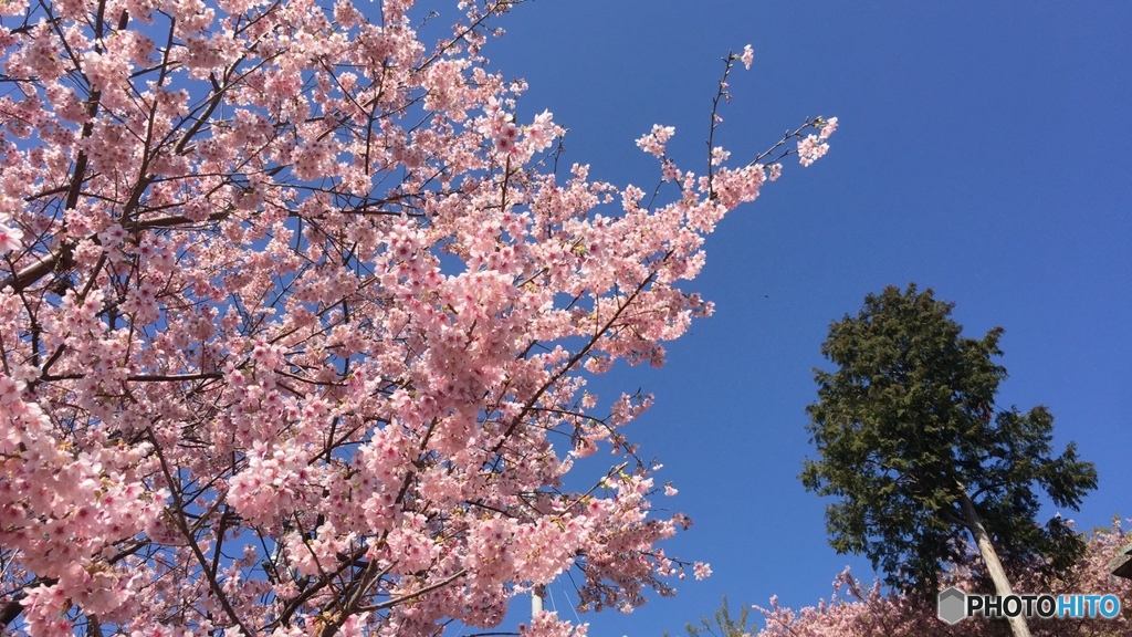 河津桜