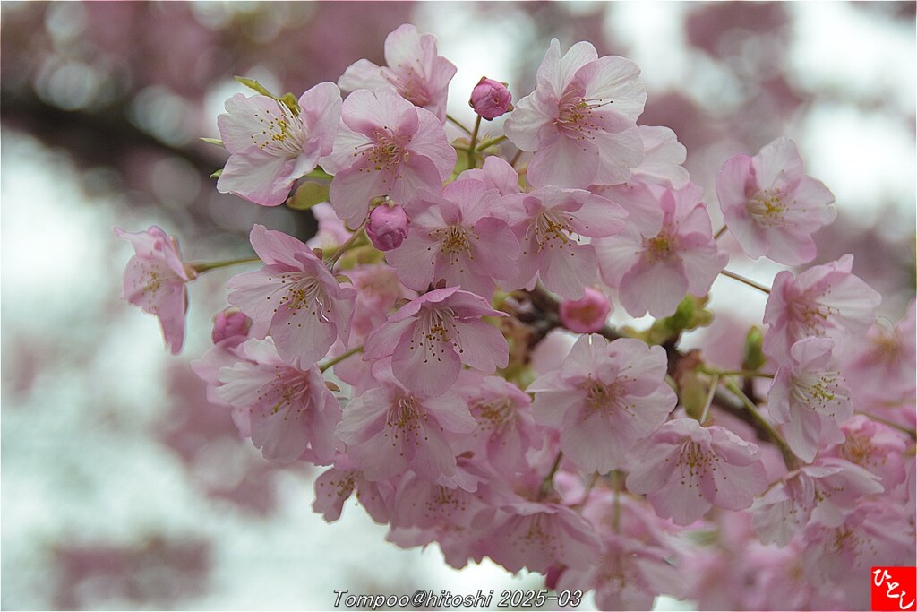 城址公園の河津桜