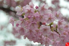 城址公園の河津桜