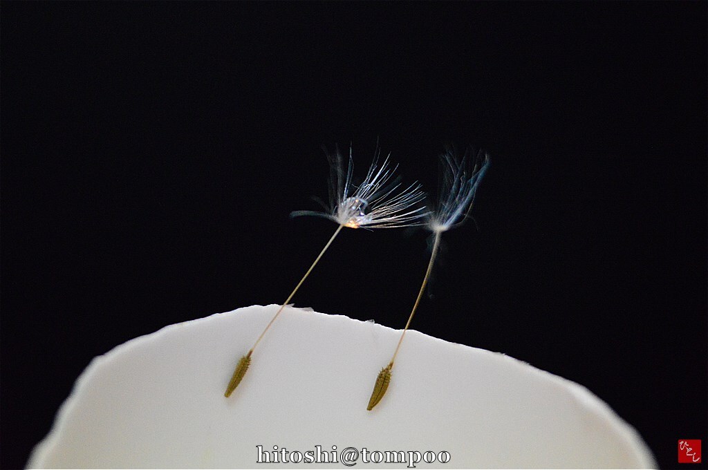 sk-DSC_0193