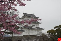 天守と桜