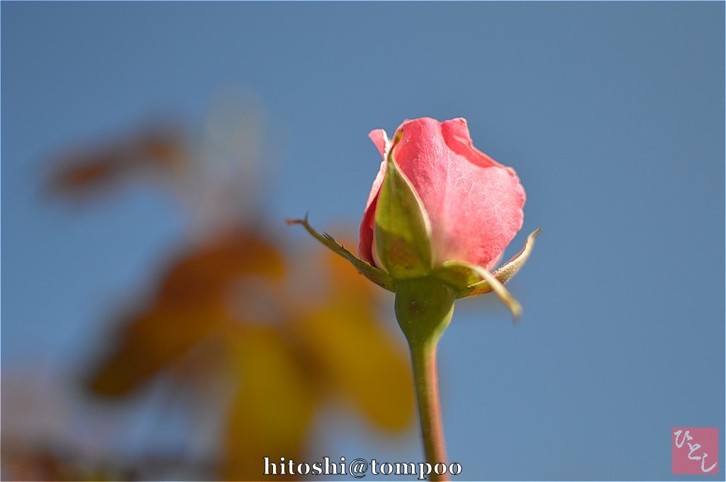 sk-DSC_0078