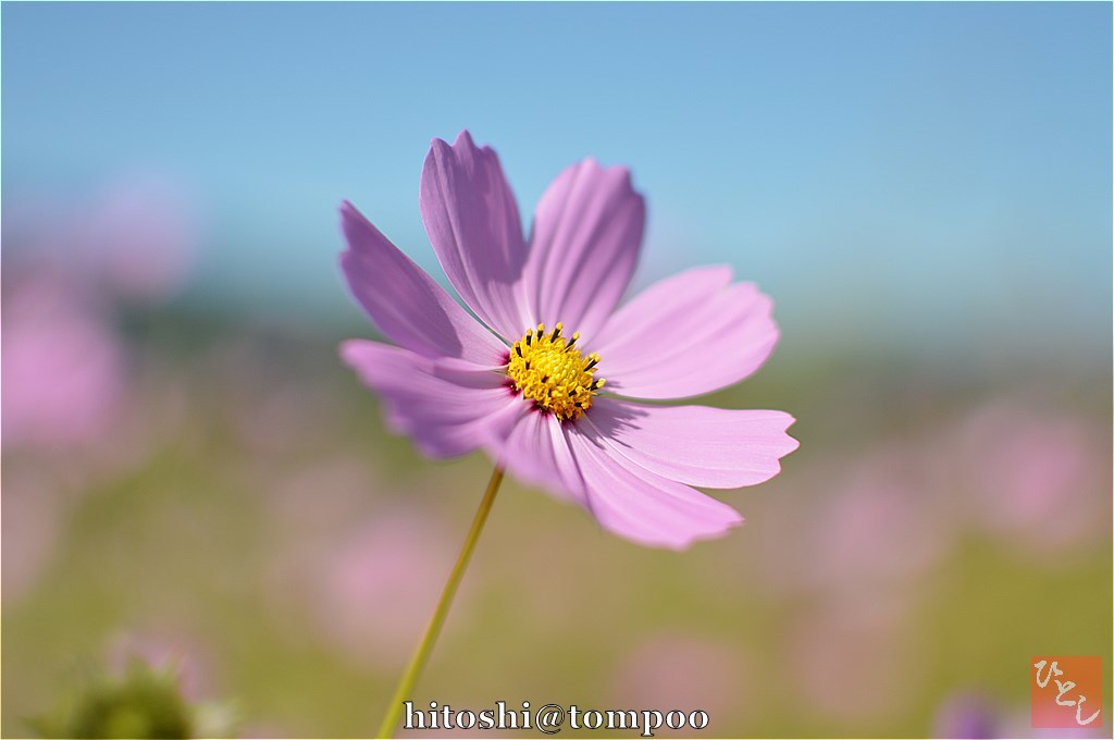 sk-DSC_0057