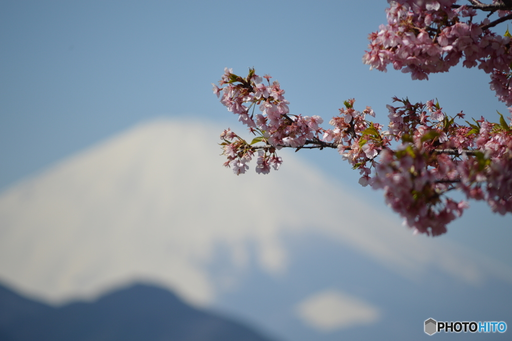 四股名みたいな「富士桜」