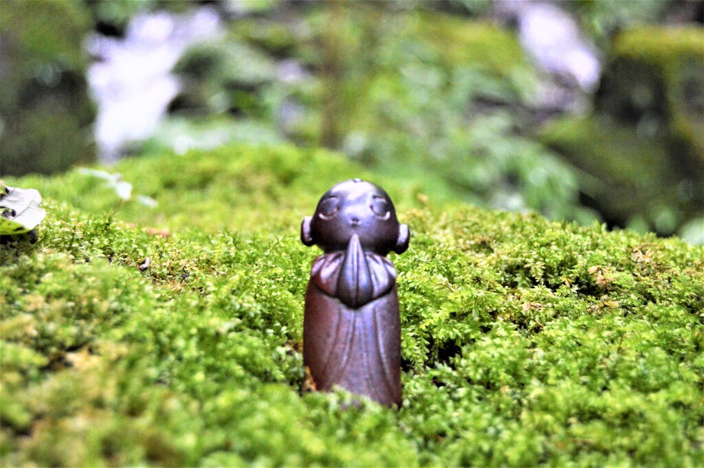 苔むす岩の上