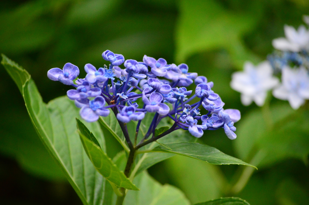 だるま紫陽花DSC_0026