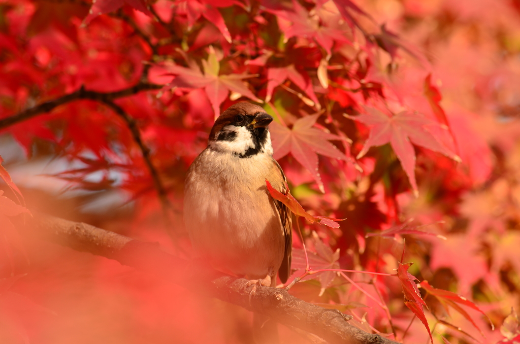 紅葉