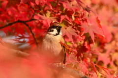 紅葉