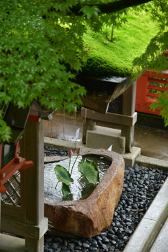 苔の屋根　鞍馬寺