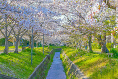 サクラと水路