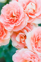 薔薇