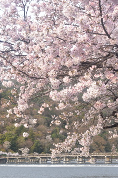 桜の渡月橋