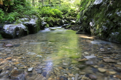 おいしい水を育む森4