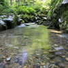おいしい水を育む森4