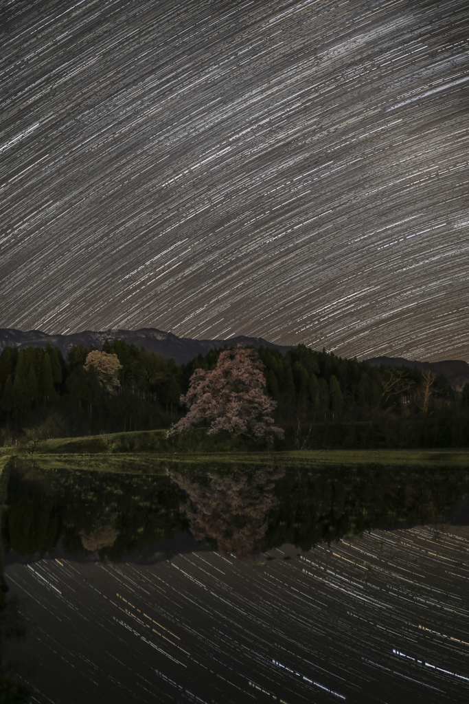 桜と星景