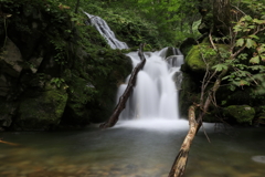 おいしい水を育む森5