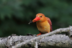 アカショウビンの食事