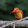 アカショウビンの食事