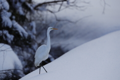 雪原に佇む