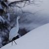 雪原に佇む