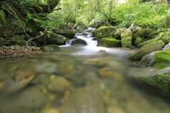おいしい水を育む森2