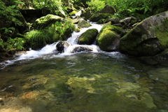 おいしい水を育む森