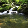 おいしい水を育む森
