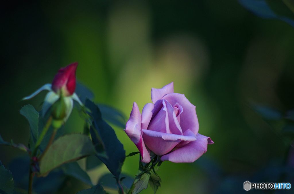 薔薇　IMGP5430