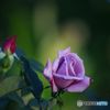 薔薇　IMGP5430