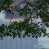 モミジ　IMGP2979