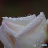 バラ　IMGP5772