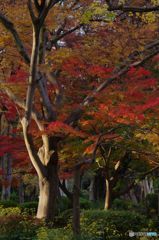 紅葉　IMGP5566