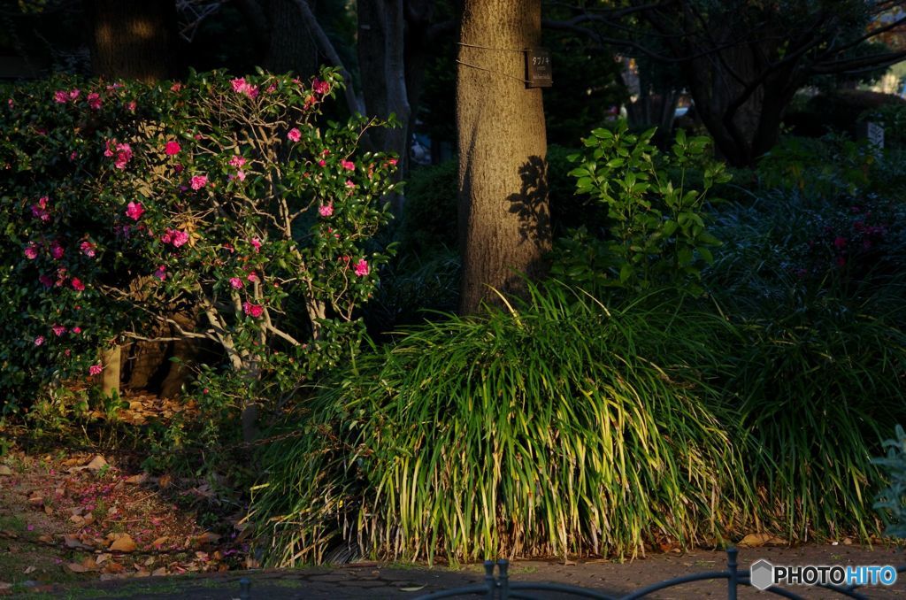 公園　IMGP2985