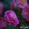 花　IMGP5410