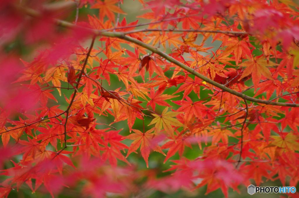 モミジ　IMGP5807