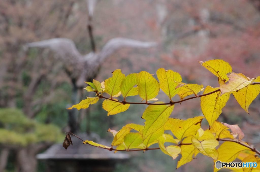 紅葉　IMGP6174