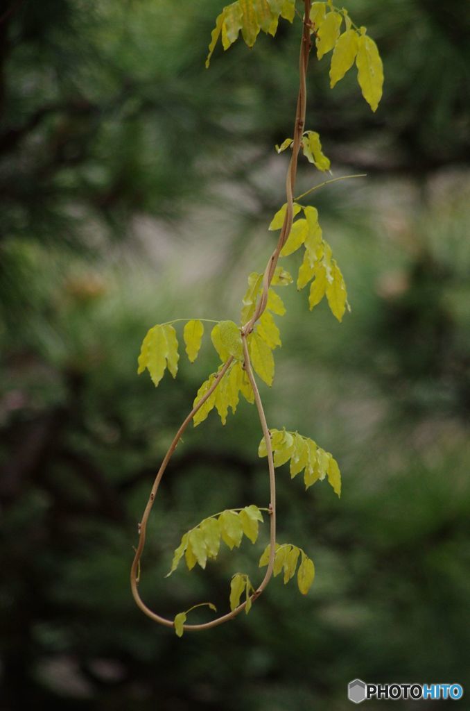 ツル　IMGP6157
