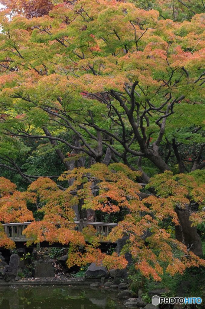 紅葉　IMGP2957
