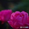 薔薇　IMGP5465