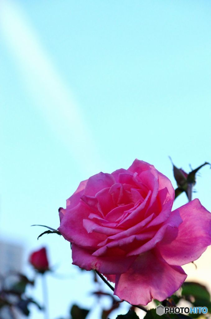 薔薇　IMGP3015