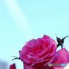 薔薇　IMGP3015