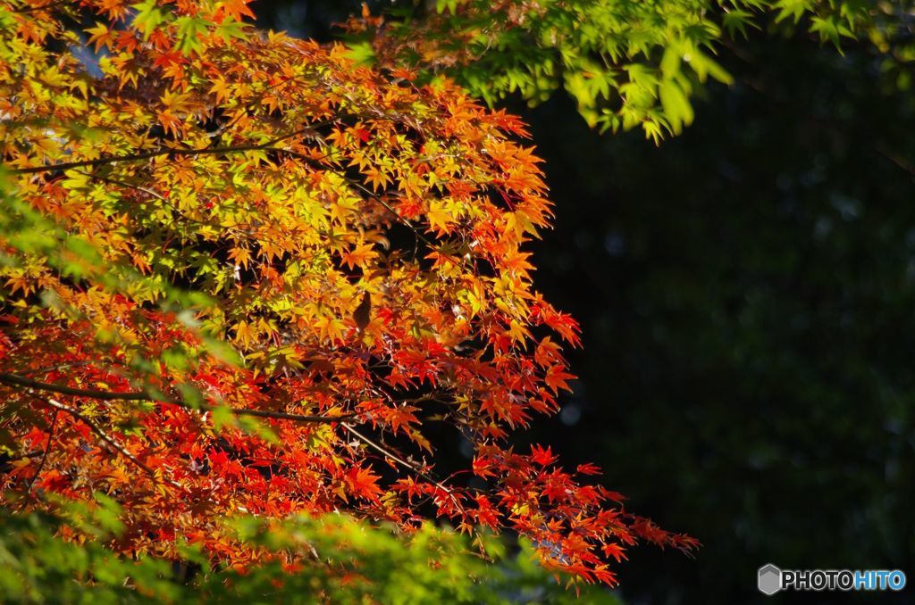 紅葉　IMGP5366