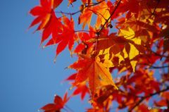 紅葉　IMGP5502