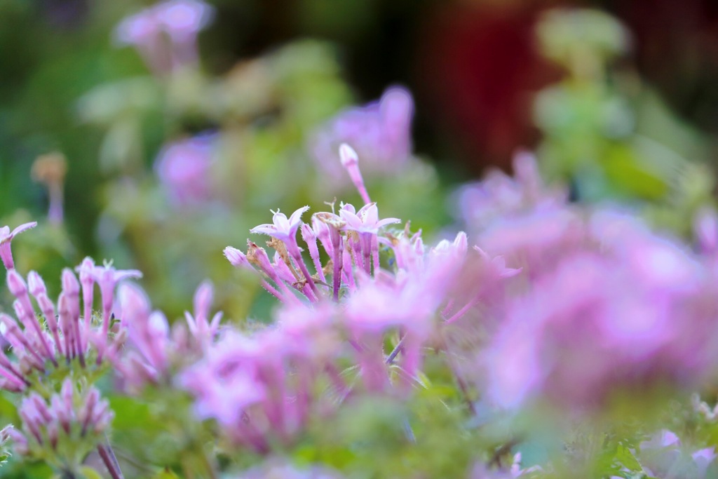 公園で見つけた綺麗な花