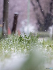 四月の雪