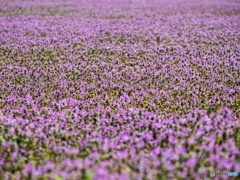 紫の絨毯1